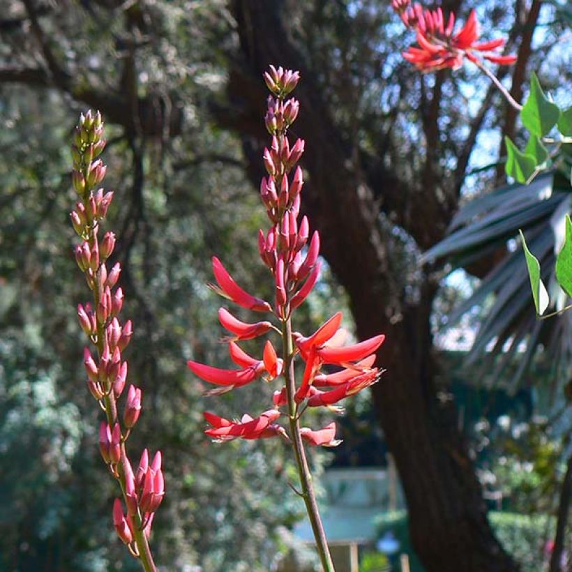 Erythrina bidwillii - Korallenstrauch (Flowering)