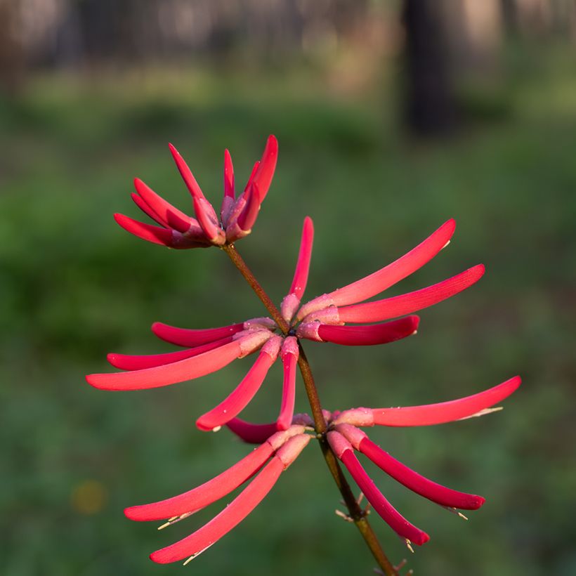 Erythrina Amélie Jeckert - Korallenstrauch (Blüte)