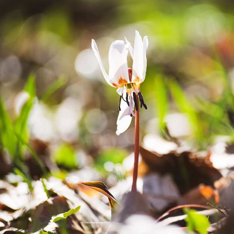 Erythronium tuolumnense White Beauty - Hundszahn (Wuchs)