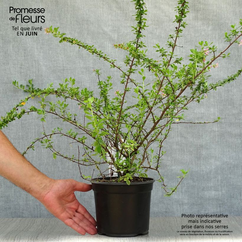 Exemplar von Escallonia Dart's Rosy Red - Andenstrauch Topf mit 2L/3L wie im Sommer geliefert