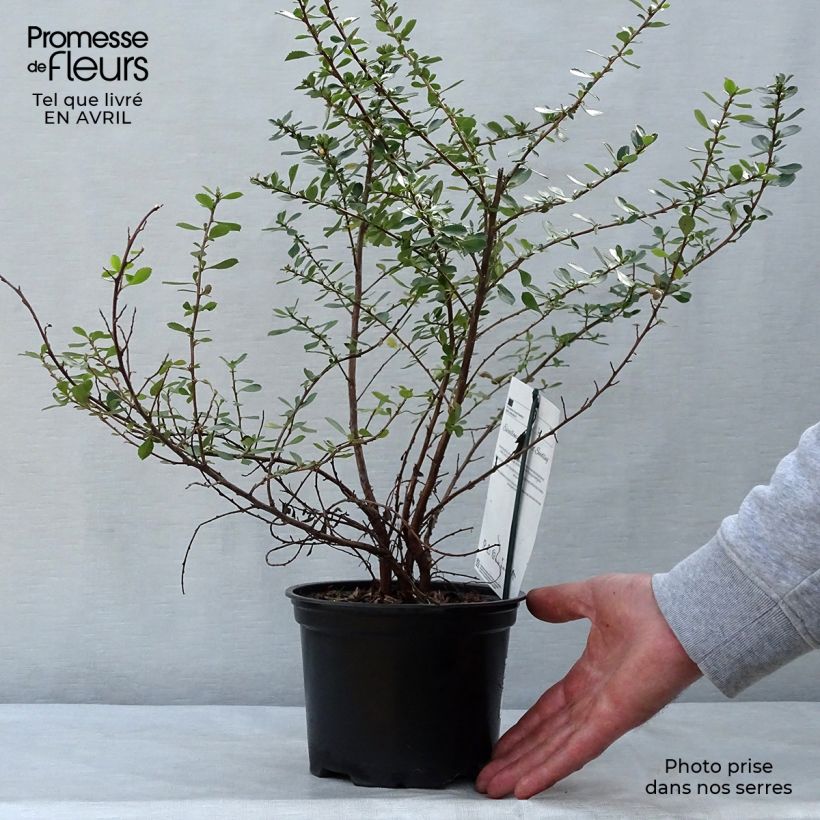 Example of Escallonia Donard Seedling - Andenstrauch Topf mit 1L/1,5L as you get in printemps