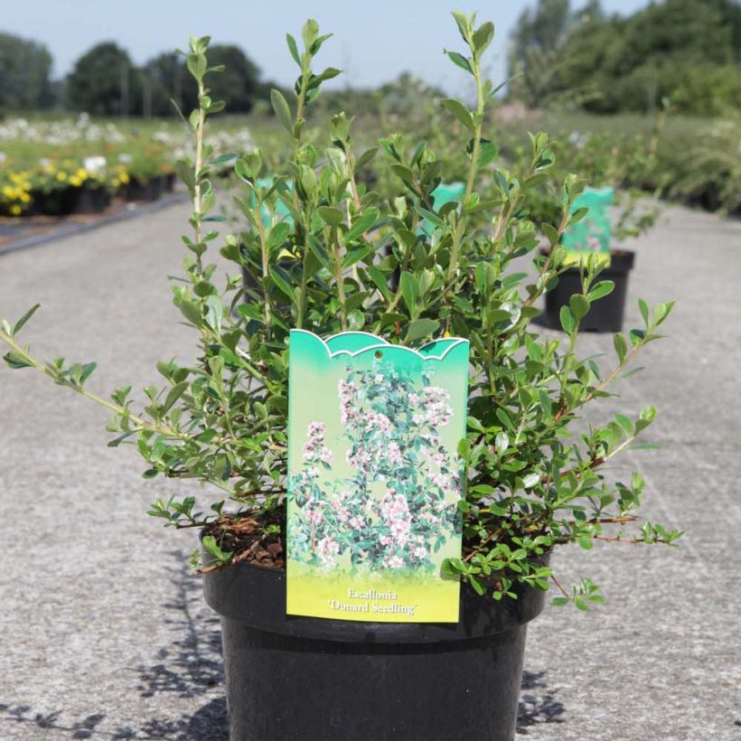 Escallonia Donard Seedling - Andenstrauch (Plant habit)