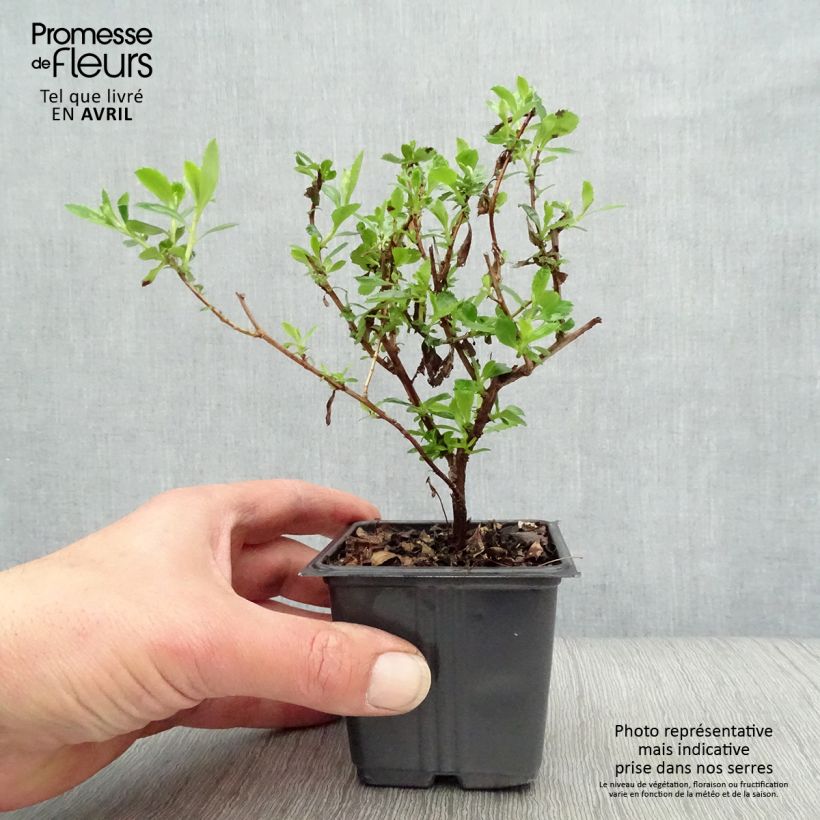 Example of Escallonia Donard Seedling - Andenstrauch Kleine Töpfe von 8/9 cm as you get in printemps