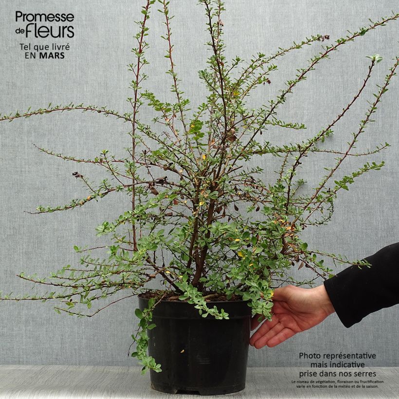 Example of Escallonia Donard Seedling - Andenstrauch Topf mit 7,5L/10L as you get in printemps