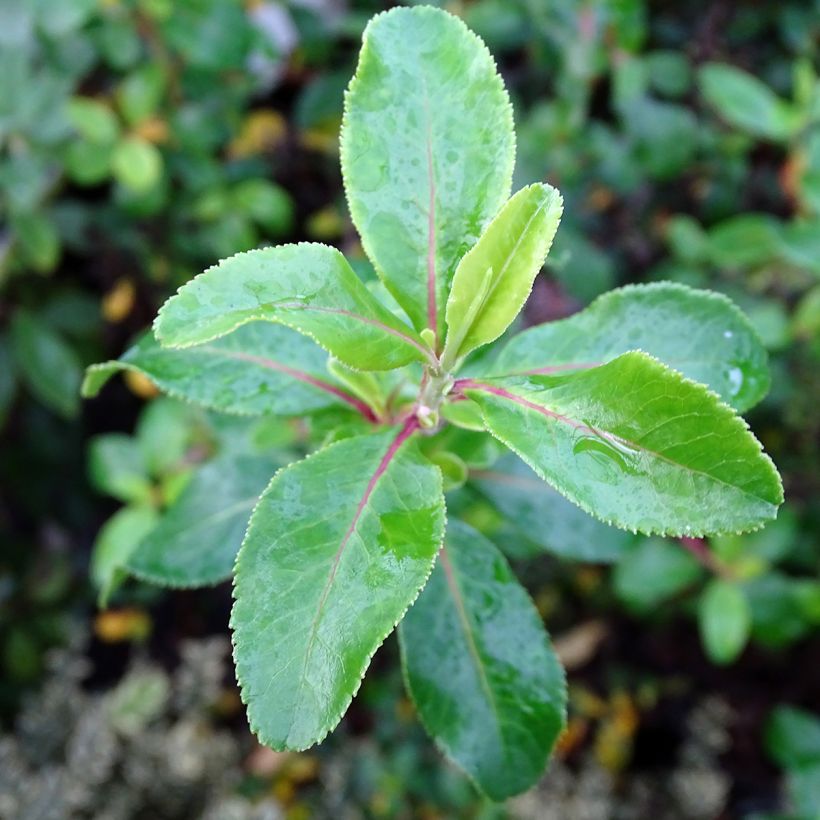 Escallonia Iveyi - Andenstrauch (Foliage)