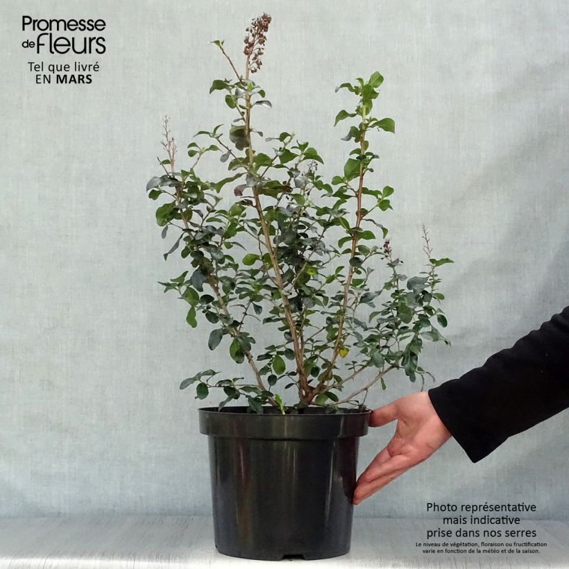 Example of Escallonia Iveyi - Andenstrauch Topf mit 7,5L/10L as you get in printemps