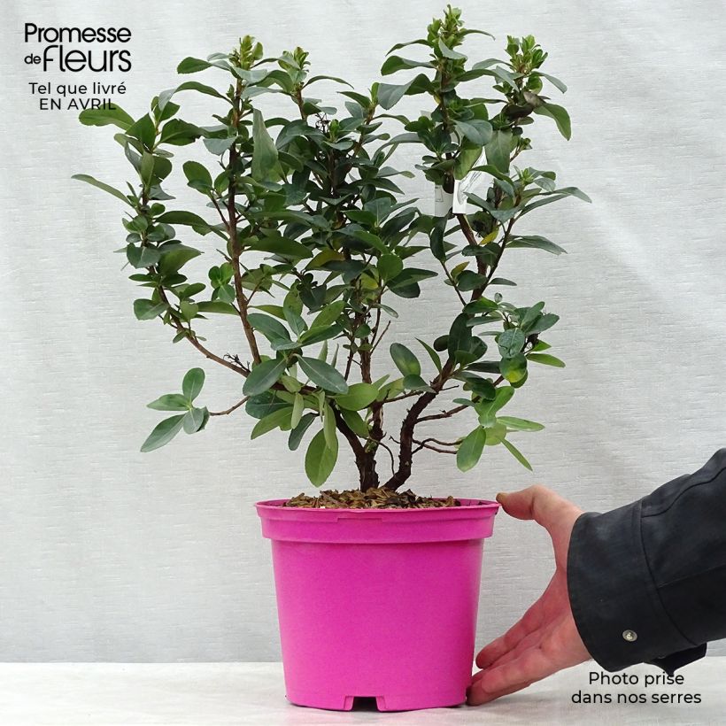 Example of Escallonia laevis Pink Elle Lades - Andenstrauch Topf mit 2L/3L as you get in printemps