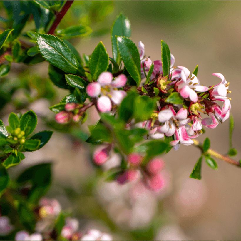 Escallonia Pinky Carpet - Andenstrauch (Blüte)