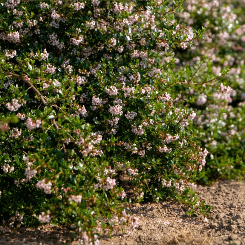 Escallonia Pinky Carpet - Andenstrauch (Wuchs)