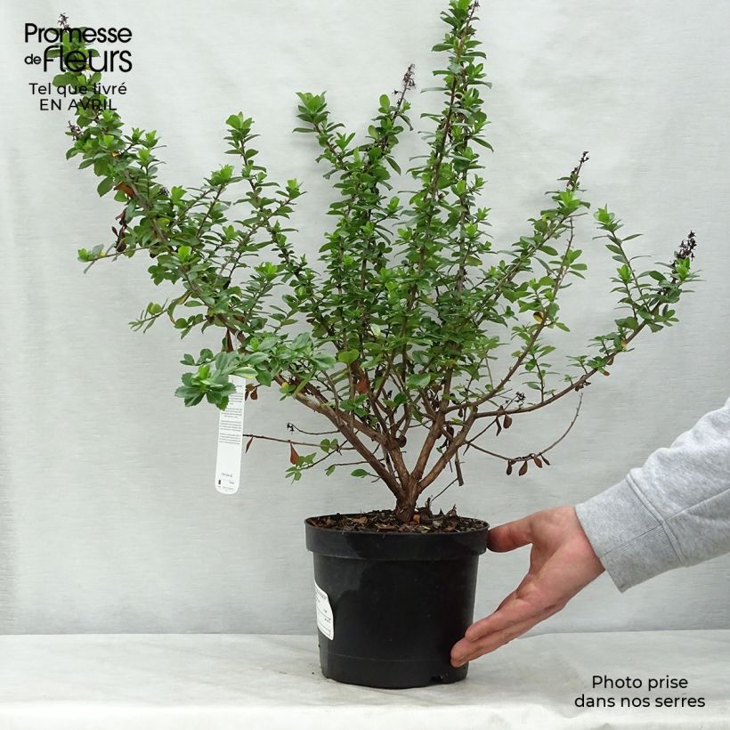 Example of Escallonia Pride of Donard - Andenstrauch Topf mit 2L/3L as you get in printemps