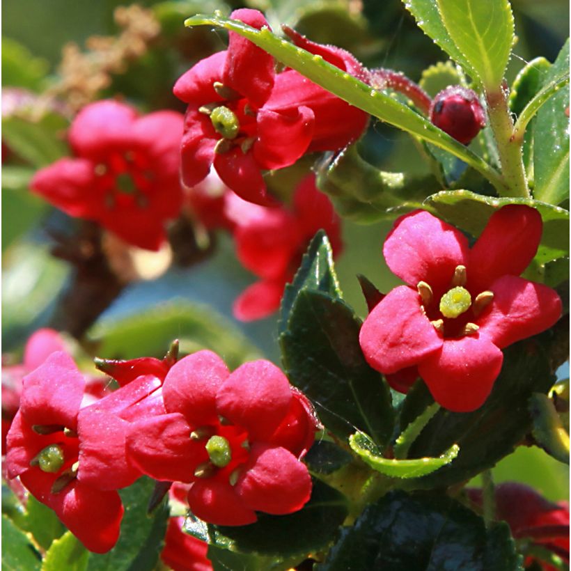 Escallonia compacta Coccinea - Andenstrauch (Blüte)