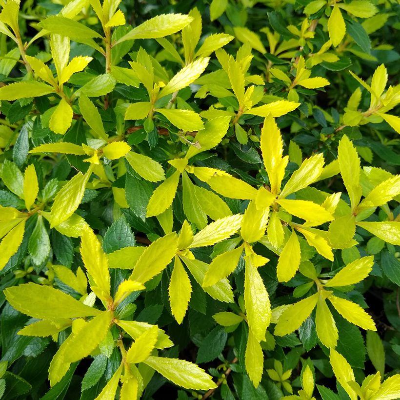 Escallonia Golden Carpet - Andenstrauch (Laub)