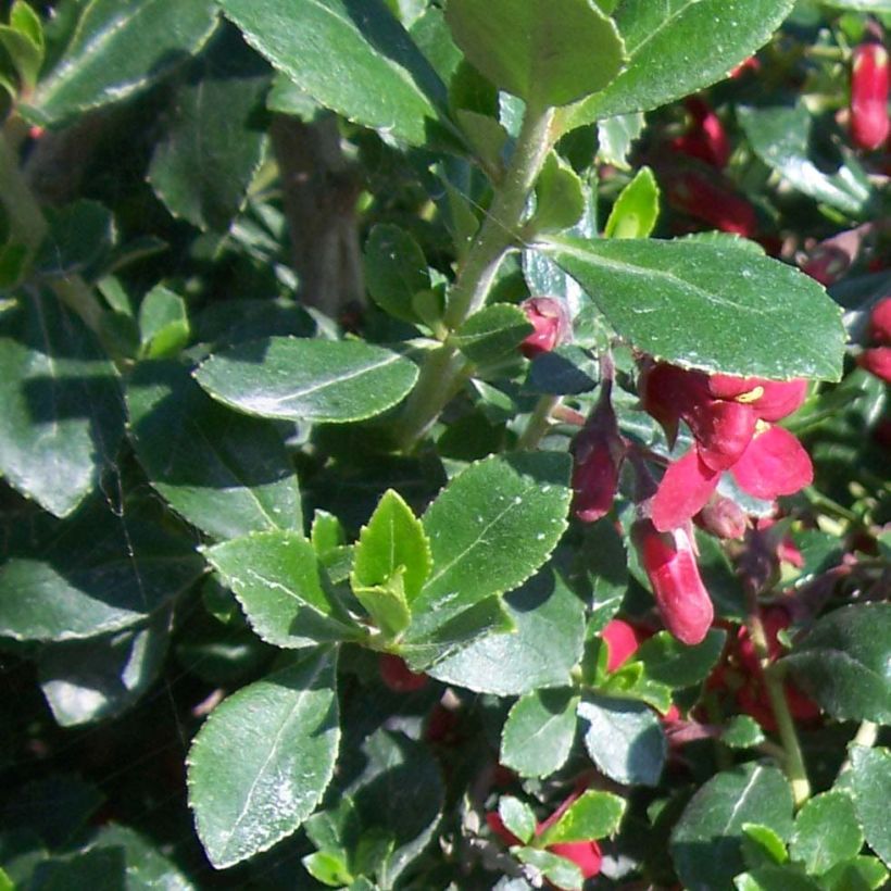 Escallonia Red Dream - Andenstrauch (Foliage)