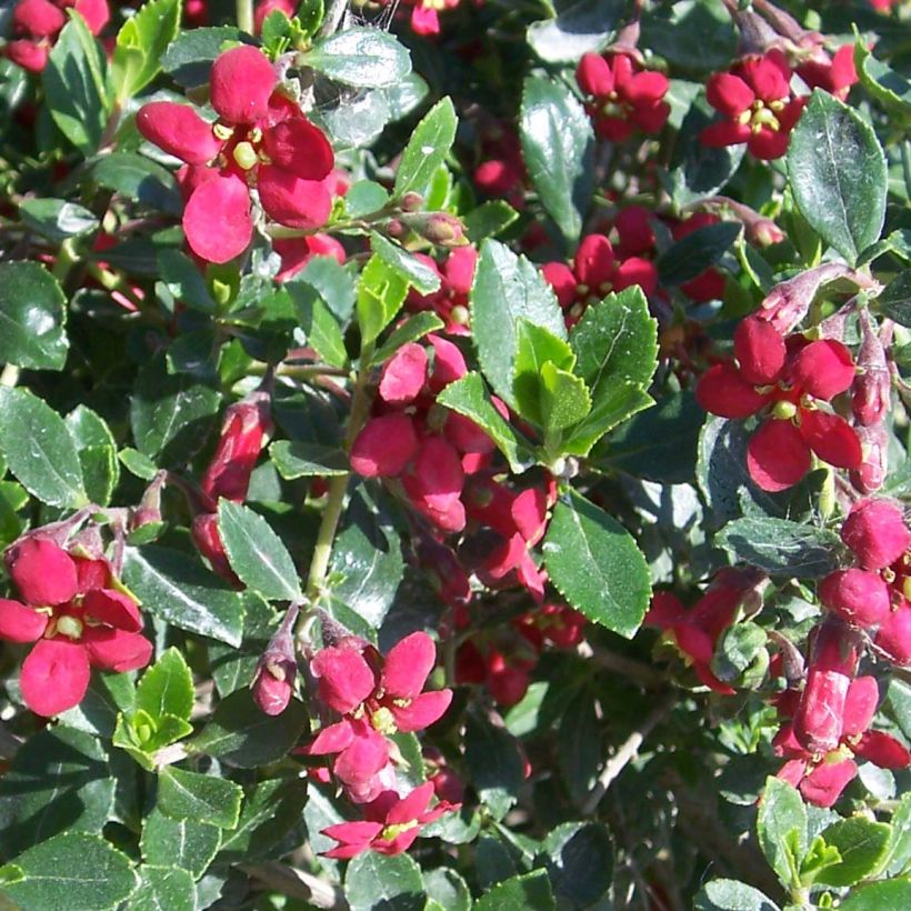 Escallonia Red Dream - Andenstrauch (Flowering)