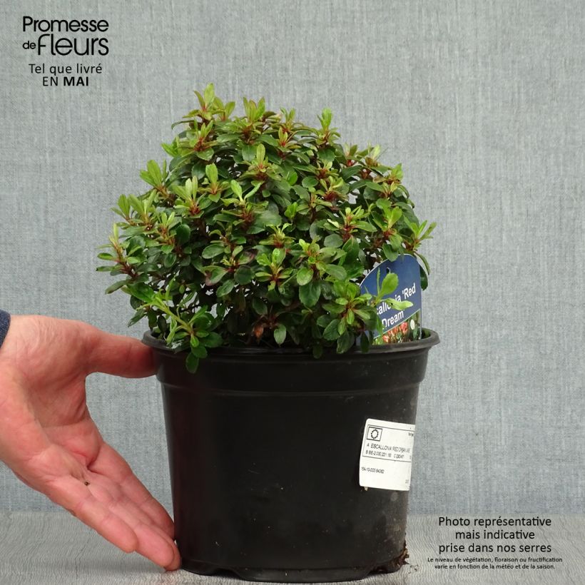Example of Escallonia Red Dream - Andenstrauch Topf mit 2L/3L as you get in printemps