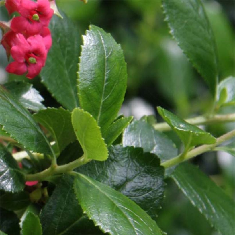 Escallonia rubra var. Macrantha Crimson Spire - Andenstrauch (Foliage)