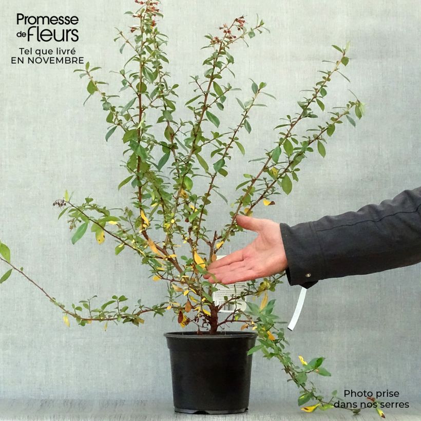 Exemplar von Escallonia rubra var. Macrantha Crimson Spire - Andenstrauch Topf mit 2L/3L wie im Herbst geliefert