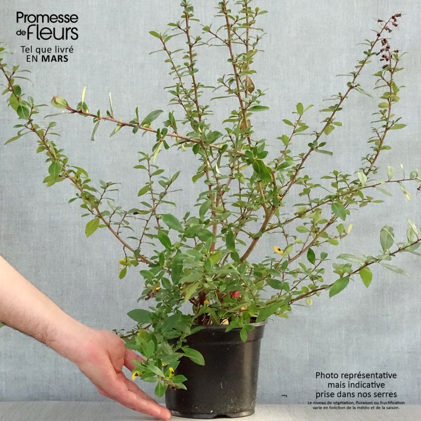 Example of Escallonia rubra var. Macrantha Crimson Spire - Andenstrauch Topf mit 2L/3L as you get in printemps