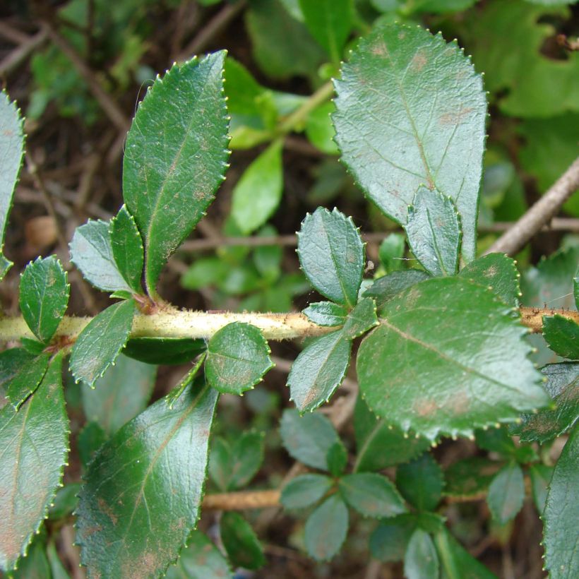 Escallonia rubra var. macrantha - Andenstrauch (Foliage)