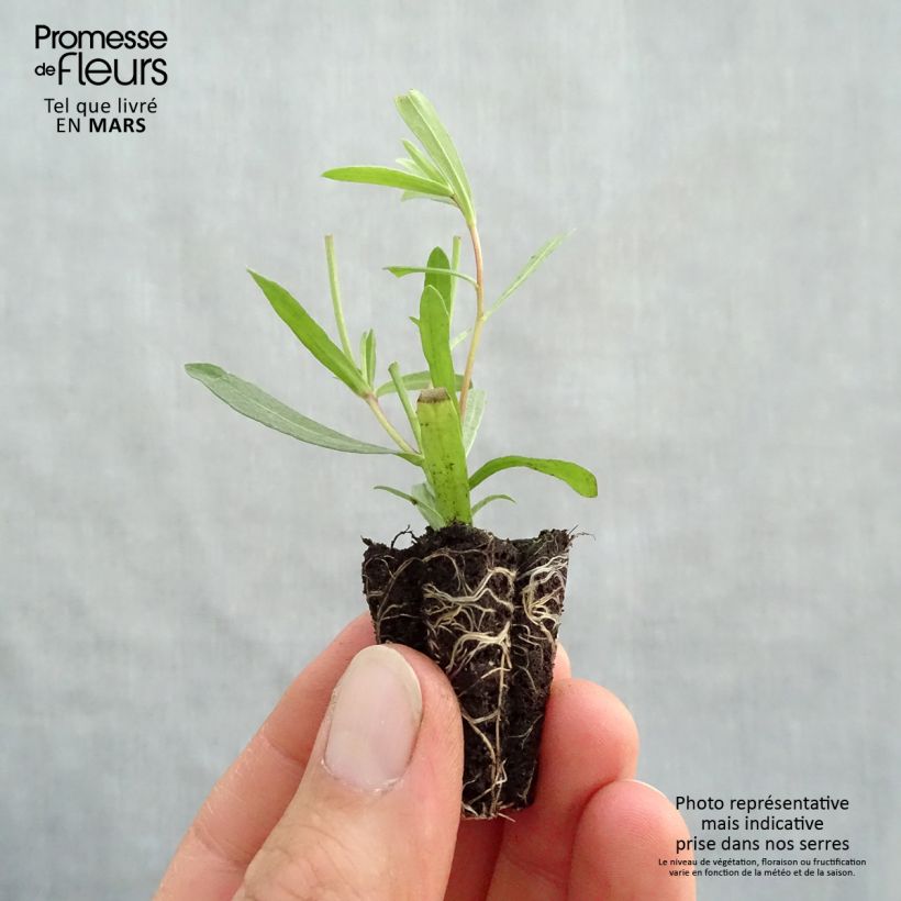 Example of Estragon Tolergon Bio - Artemisia dracunculus Mini-Plug Ø 3/4 cm as you get in printemps