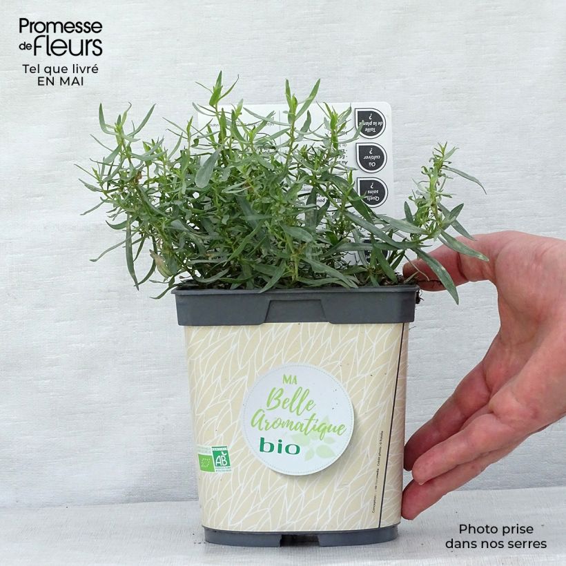 Example of Estragon Bio - Artemisia dracunculus Topf mit 1L/1,5L as you get in printemps