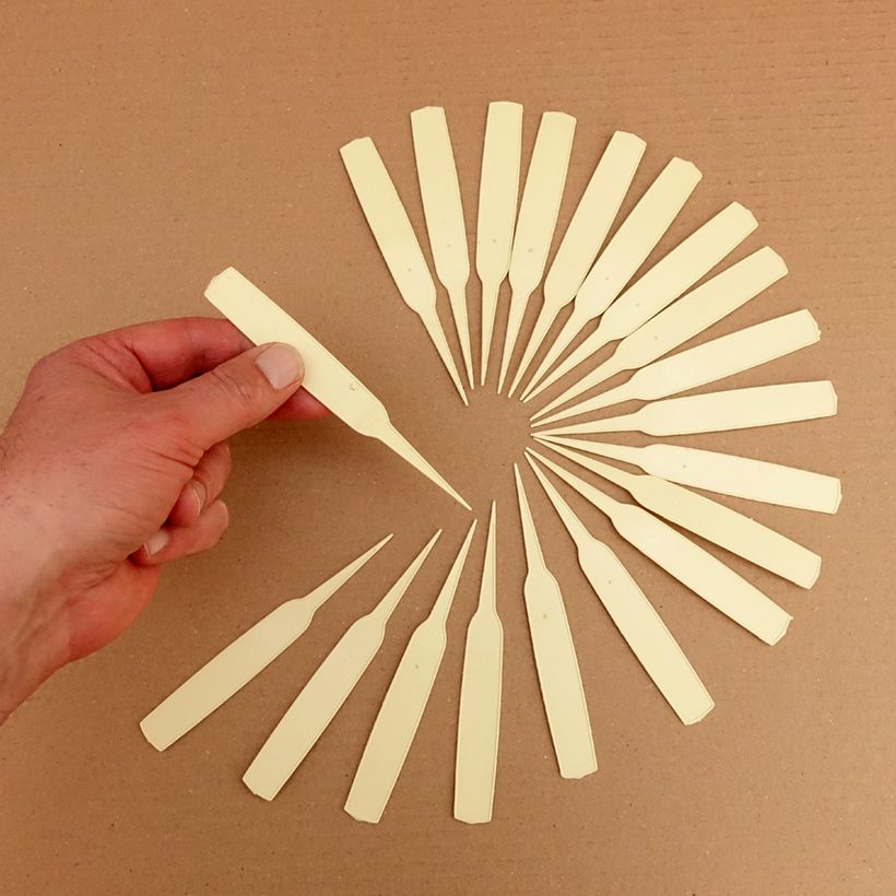 Beispiel eines Exemplars von Schmale Etiketten zum Pflanzen in Elfenbein Box wie geliefert