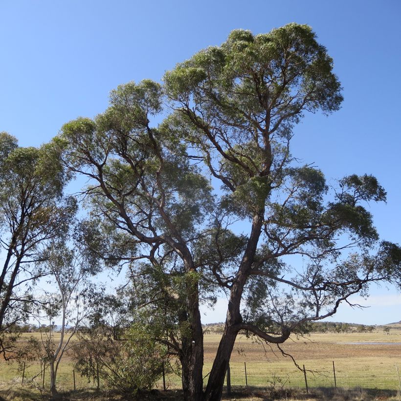 Eucalyptus aggregata - Schwarzer Eukalyptus (Plant habit)