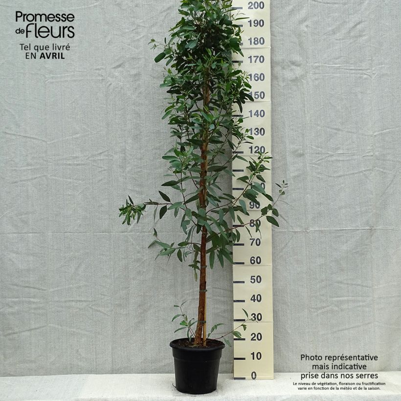 Example of Eucalyptus camaldulensis Rostrata Topf mit 7,5L/10L as you get in printemps