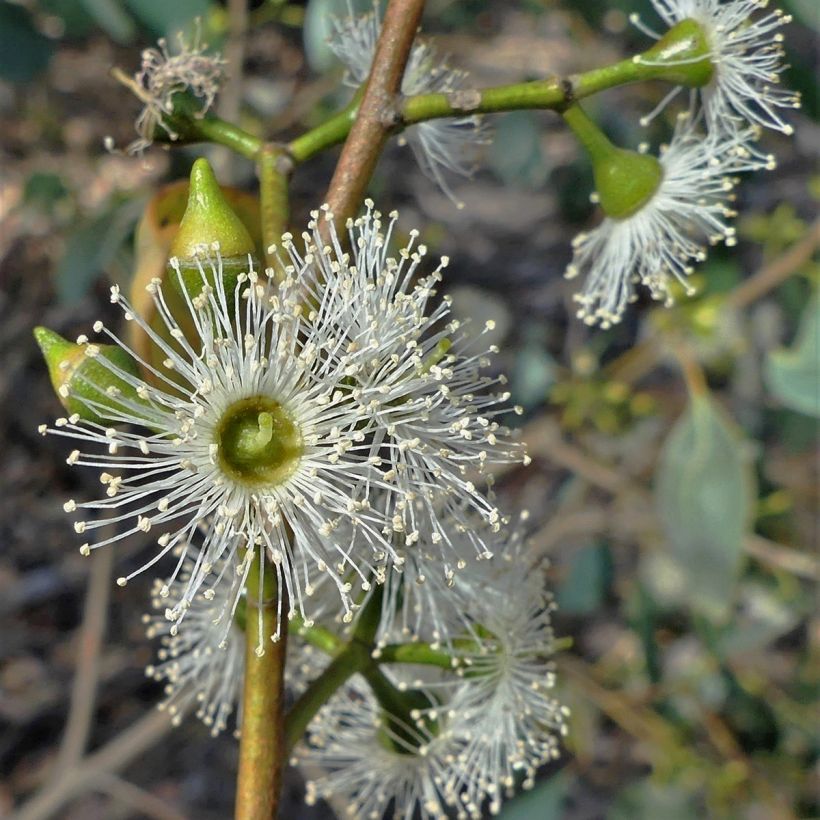 Eucalyptus camphora subsp humeana (Blüte)