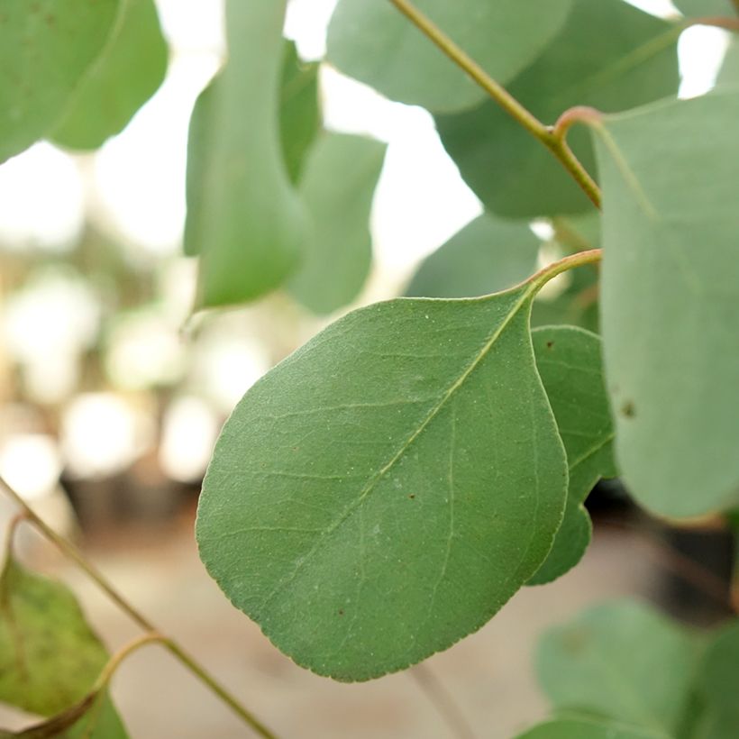 Eucalyptus camphora subsp humeana (Laub)
