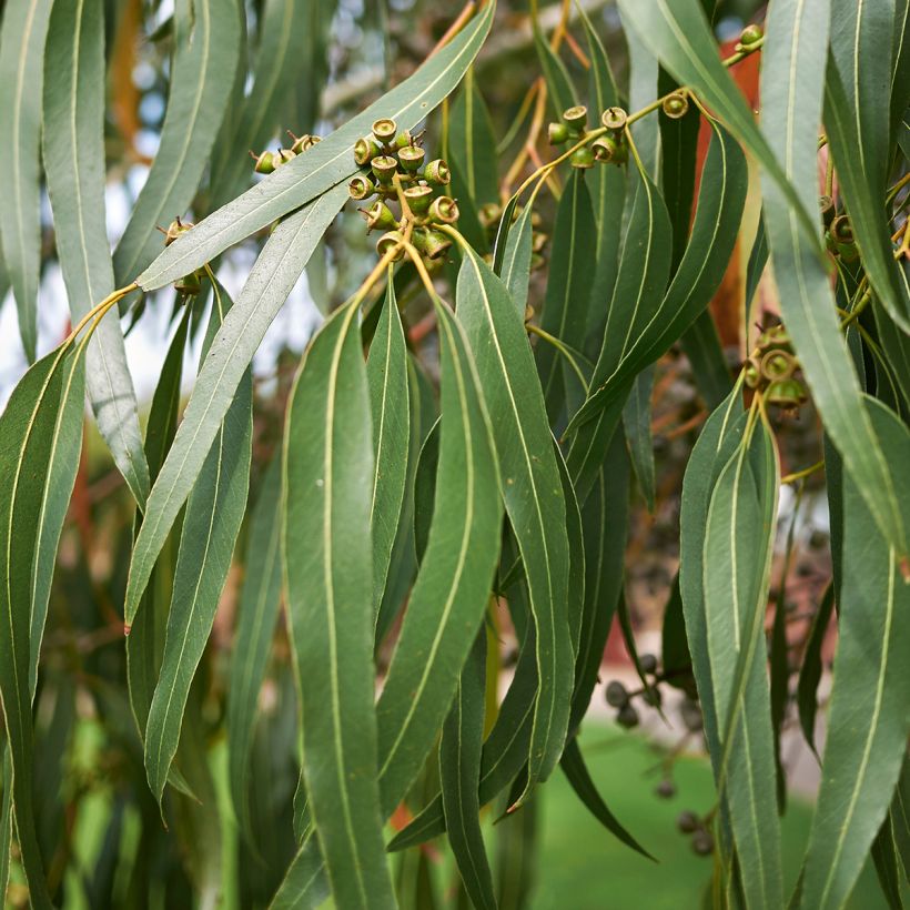 Eucalyptus dalrympleana - Breitblättriger Eukalyptus (Laub)
