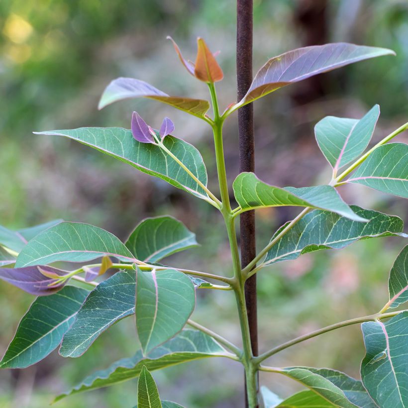 Eucalyptus deglupta - Regenbogen-Eukalyptus (Foliage)