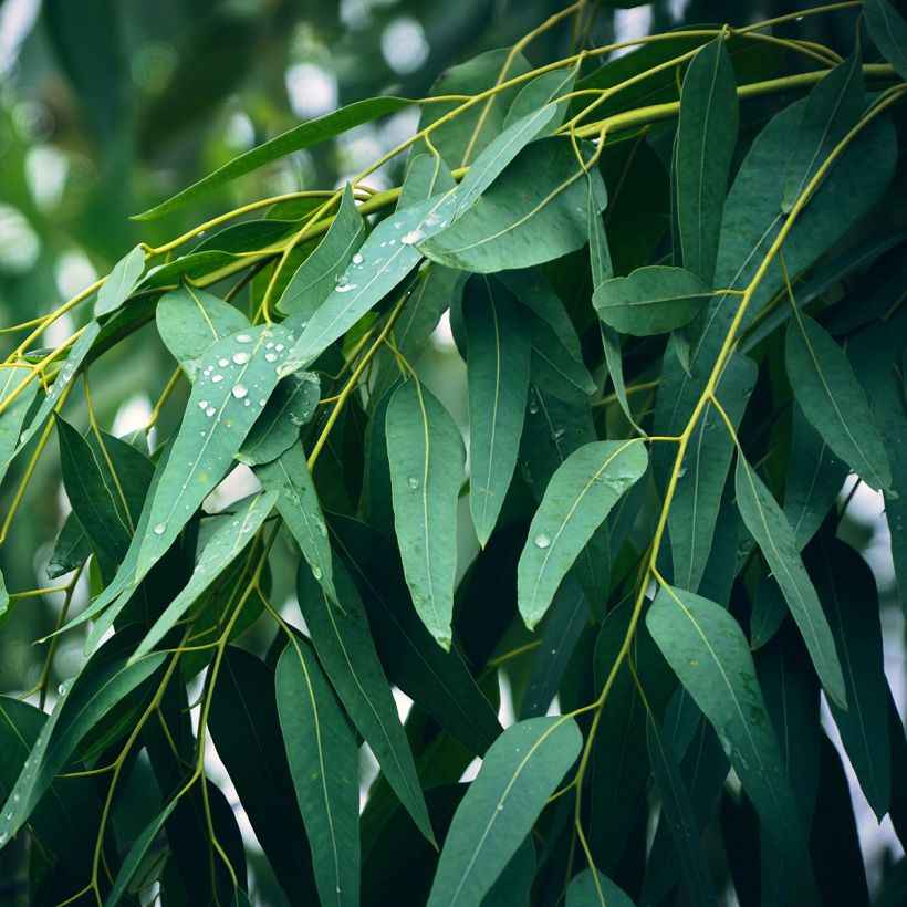 Eucalyptus globulus - Eucalyptusbaum (Laub)