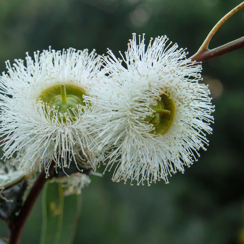 Eucalyptus globulus - Eucalyptusbaum (Blüte)
