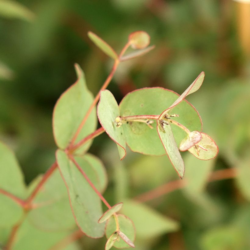 Eucalyptus goniocalyx Dwarf form (Laub)