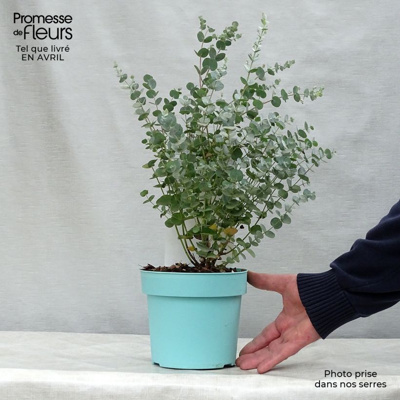Example of Eucalyptus gunnii Azura Cagire - Mostgummi-Eukalyptus Topf mit 1,5L/2L as you get in printemps