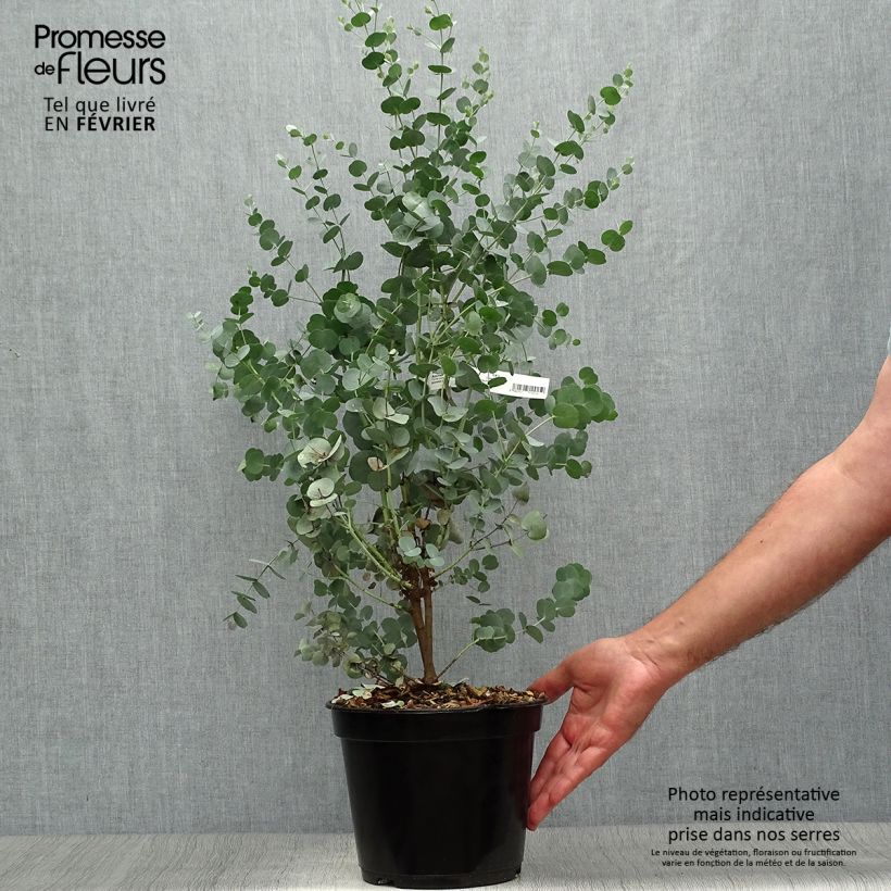 Exemplar von Eucalyptus gunnii Azura Cagire - Mostgummi-Eukalyptus Topf mit 3L/4L wie im Herbst geliefert
