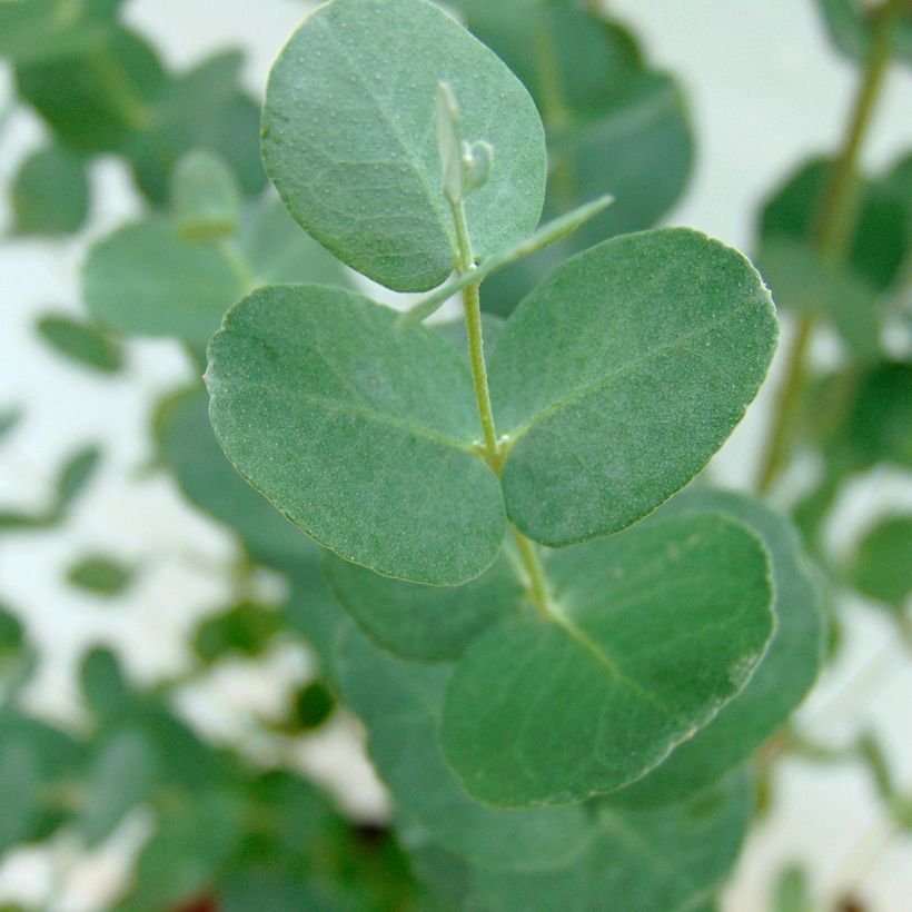 Mostgummi-Eukalyptus - Eucalyptus gunnii (Foliage)