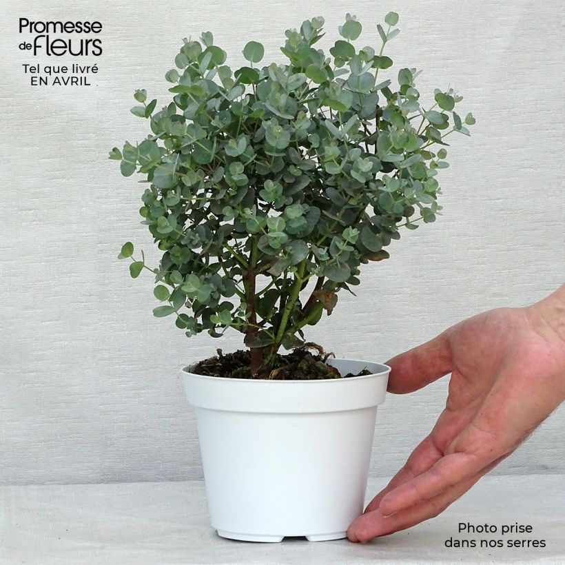 Example of Mostgummi-Eukalyptus - Eucalyptus gunnii Topf mit 1L/1,5L as you get in printemps