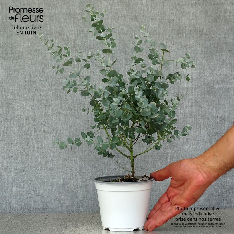 Exemplar von Mostgummi-Eukalyptus - Eucalyptus gunnii Topf mit 1L/1,5L wie im Sommer geliefert