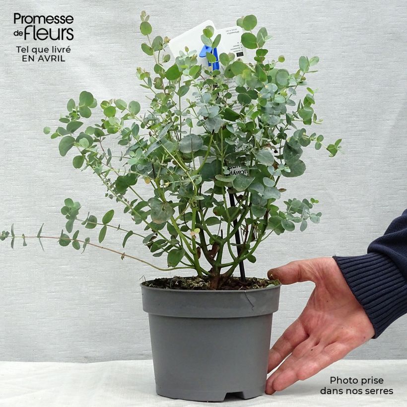 Example of Mostgummi-Eukalyptus - Eucalyptus gunnii Topf mit 2L/3L as you get in printemps