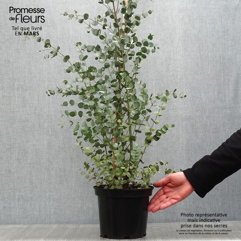 Example of Mostgummi-Eukalyptus - Eucalyptus gunnii Topf mit 4L/5L as you get in printemps
