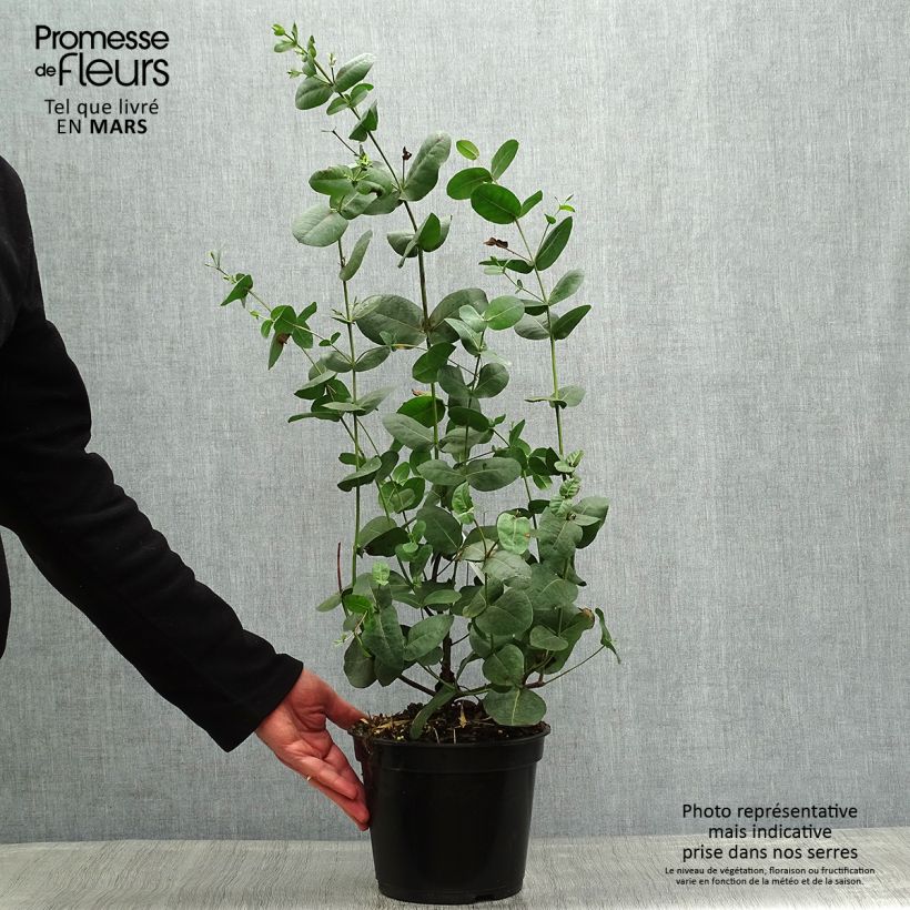 Example of Eucalyptus neglecta Topf mit 4L/5L as you get in printemps