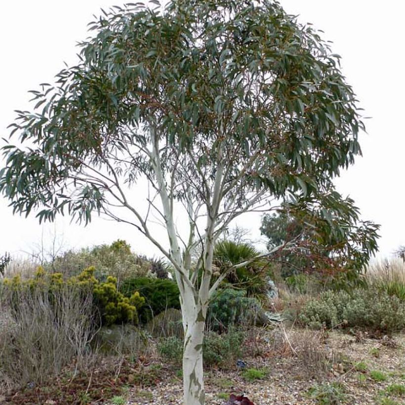 Eucalyptus pauciflora subsp. niphophila - Schnee-Eucalyptus (Plant habit)