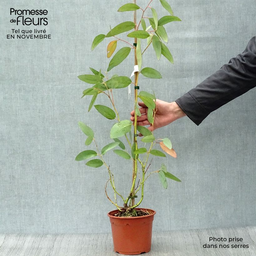 Exemplar von Eucalyptus pauciflora subsp. niphophila - Schnee-Eucalyptus Topf mit 3L/4L wie im Herbst geliefert