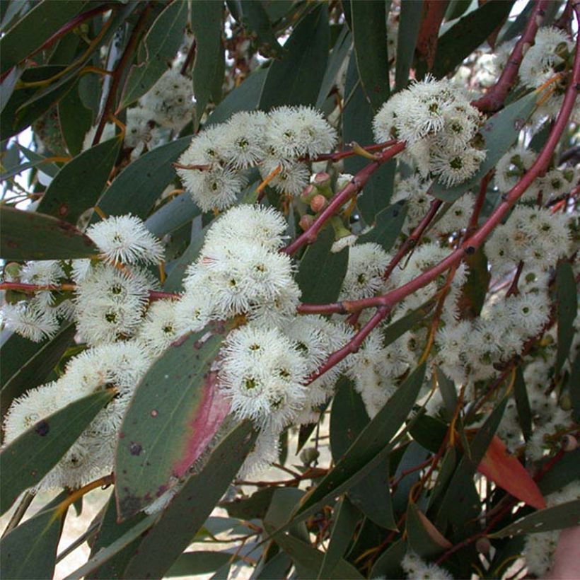 Eucalyptus parvula (Flowering)