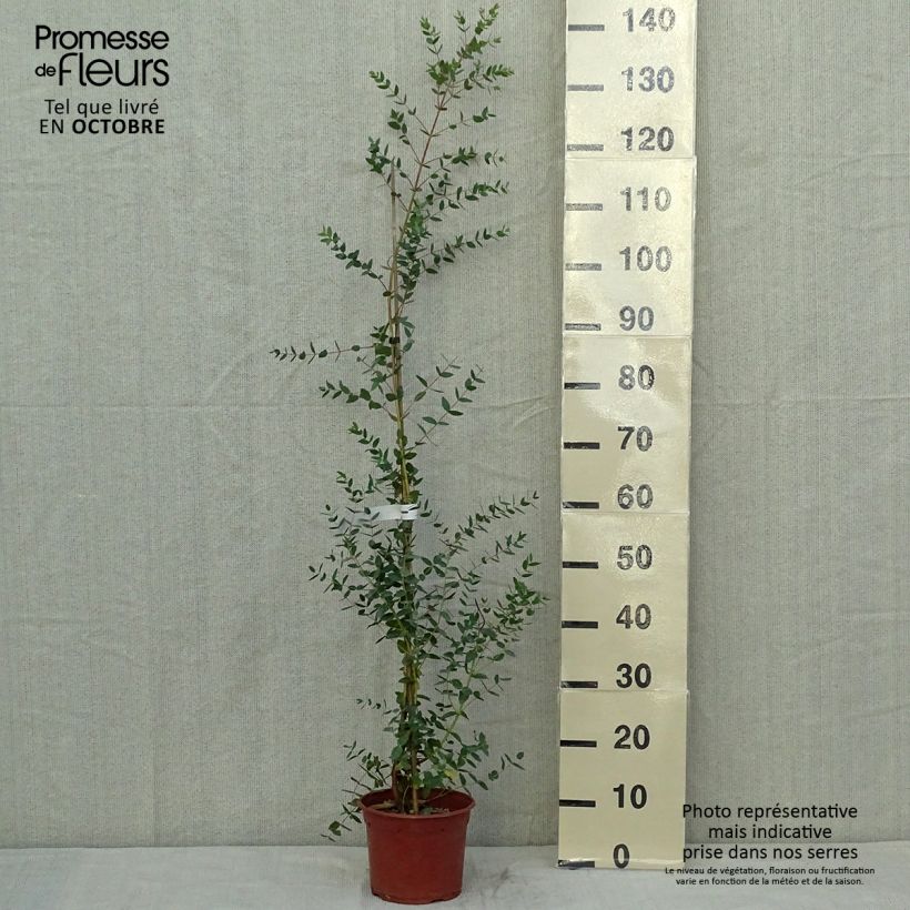 Exemplar von Eucalyptus parvula Topf mit 3L/4L wie im Herbst geliefert