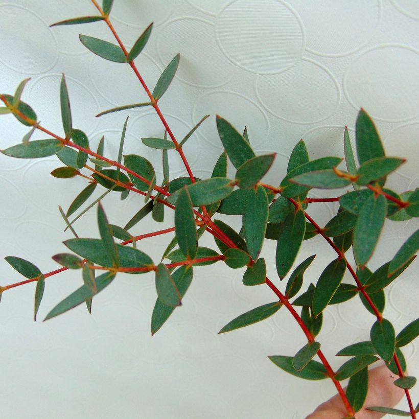 Eucalyptus parvula (Foliage)