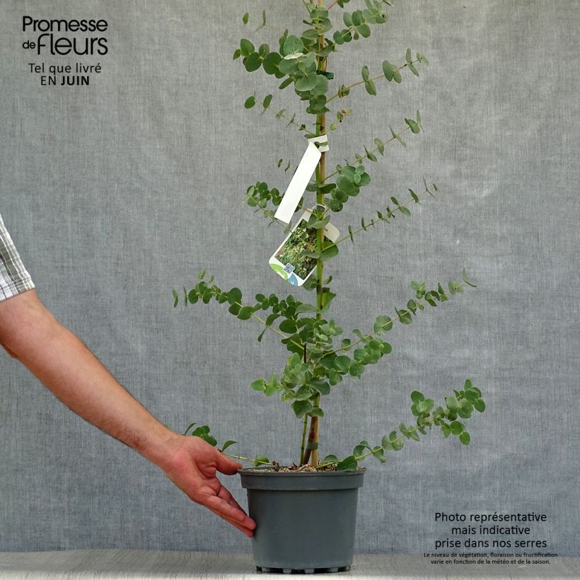 Exemplar von Eucalyptus parvula Kleine Töpfe von 8/9 cm wie im Sommer geliefert