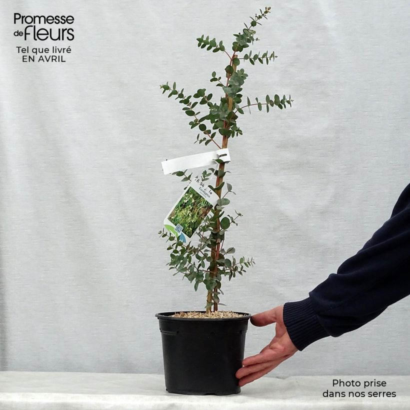 Example of Eucalyptus parvula Topf mit 3L/4L as you get in printemps